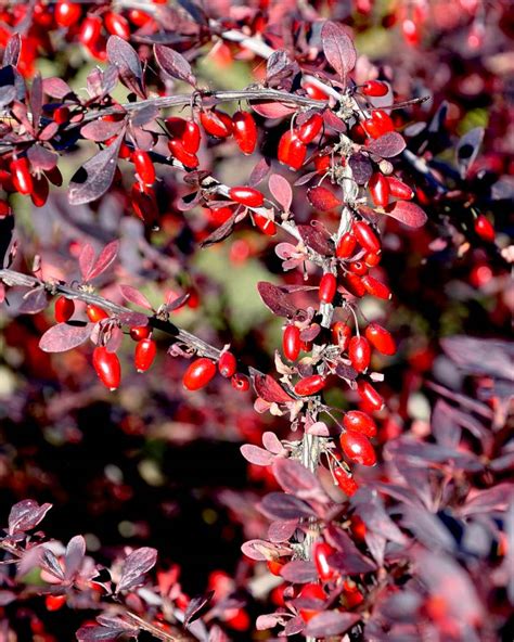 when should i prune berberis.